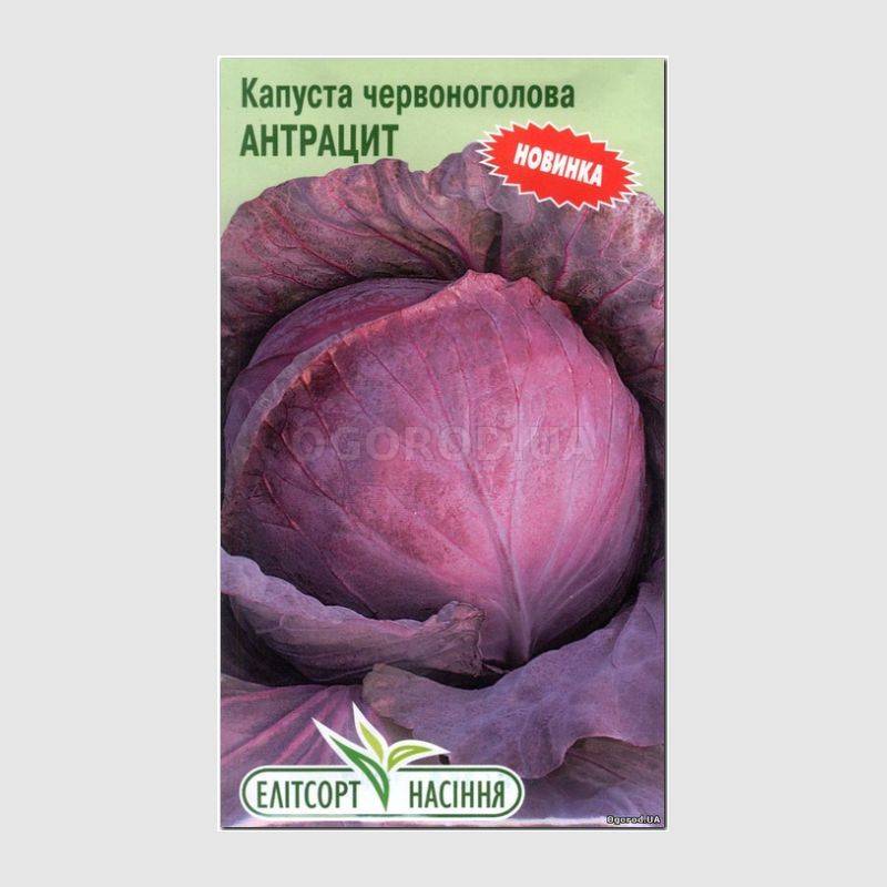 Кликните для увеличения изображения УЦЕНКА - Семена капусты краснокочанной «Антрацит», ТМ «Елітсортнасіння» - 0,5 грамм