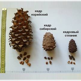 Семена кедра корейского / Pinus koraiensis, ТМ OGOROD - 50 семян