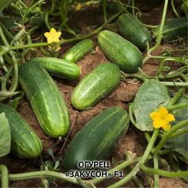 Семена огурца «Закусон» (инкрустированный) F1, ТМ OGOROD - 1000 семян