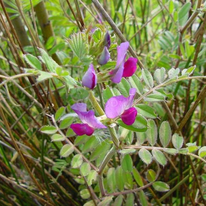 Семена вики озимой сорт Глинковская от ООО "КУБАНЬ АГРО" - продажа на АГРОпракти