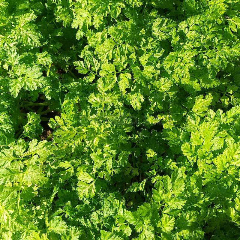 Кликните для увеличения изображения Семена петрушки кучерявой «Петра» / curly parsley «Peter», ТМ «Bejo Zaden» - 1 грамм