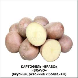 Клубни картофеля «Браво», ТМ «ЧерниговЭлитКартофель» - 0,5 кг
