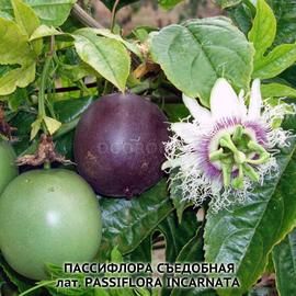 Семена пассифлоры съедобной / Passiflóra incarnáta, ТМ OGOROD - 40 семян