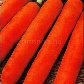 Семена моркови «Тип Топ», ТМ «Елітсортнасіння» - 2 грамма