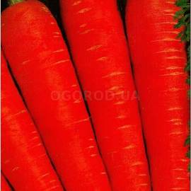 Семена моркови «Памелла», ТМ «Елітсортнасіння» - 2 грамма