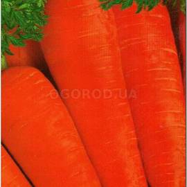 Семена моркови «Курода Шантанэ», ТМ «Елітсортнасіння» - 2 грамма