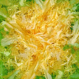 Семена салата «Эскариоль желтый» (эндивий), ТМ «Елітсортнасіння» - 1 грамм