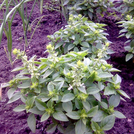 Семена базилика зеленого карликового, ТМ OGOROD - 50 грамм