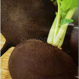 Семена редьки «Сквирская черная», ТМ «Елітсортнасіння» - 3 грамма