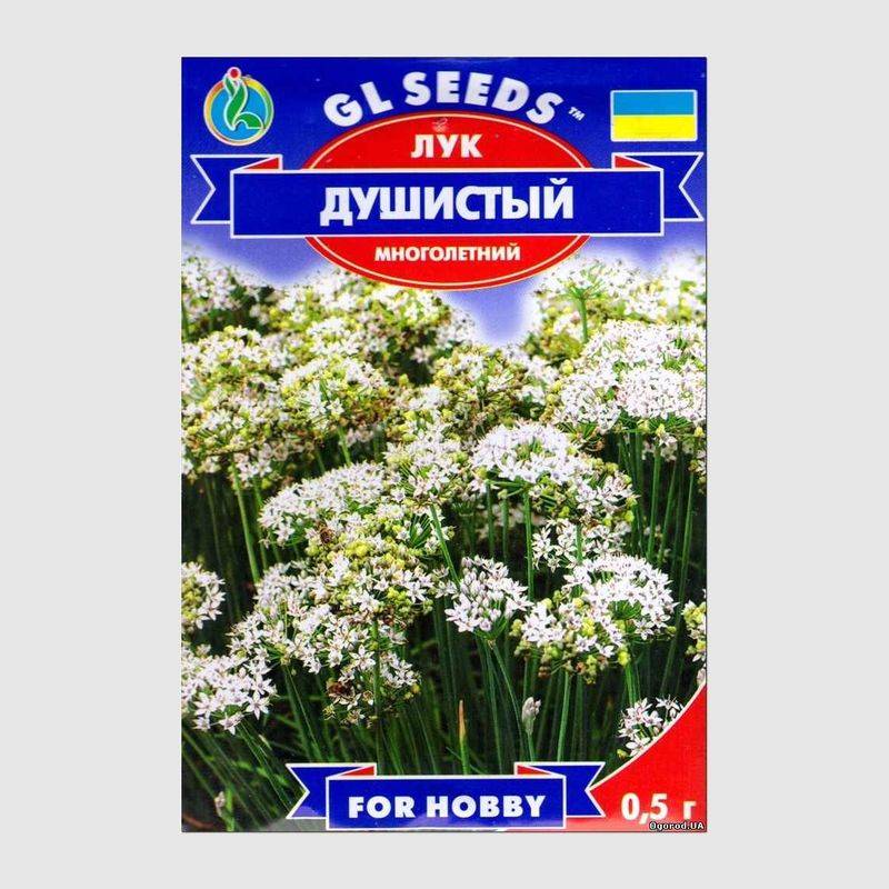 Кликните для увеличения изображения Семена лука душистый, ТМ GL Seeds - 0,5 грамм