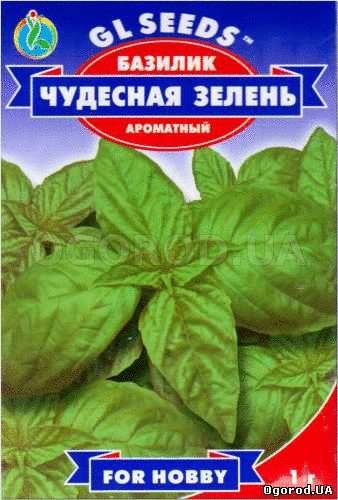 Кликните для увеличения изображения Семена базилика «Чудесная Зелень», ТМ GL Seeds - 1 грамм