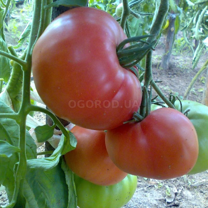 Кликните для увеличения изображения Семена томата «Дикая роза», ТМ GL Seeds - 0,1 грамм