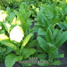 Семена табака «Американ смесь», ТМ OGOROD - 300 семян