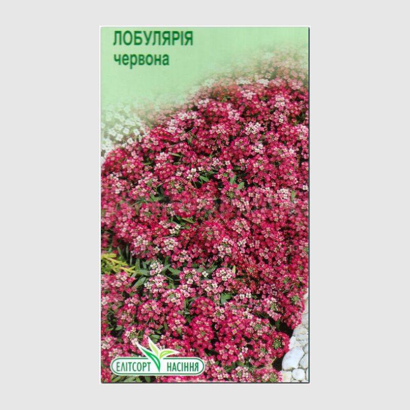 Кликните для увеличения изображения Семена лобулярии красной, ТМ Елітсортнасіння - 0,2 грамма