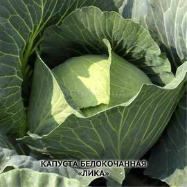 Семена капусты белокочанной «Лика», ТМ Харьковский ИОБ УААН - 0,5 грамм