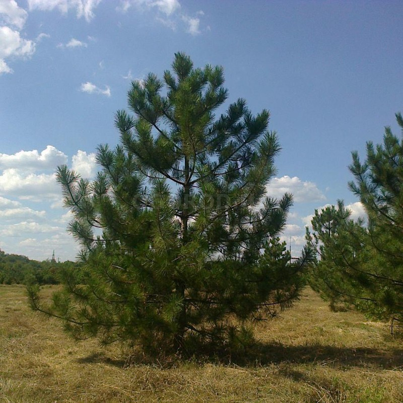 Кликните для увеличения изображения Семена сосны крымской / Pinus pallasiana, TM OGOROD - 20 семян