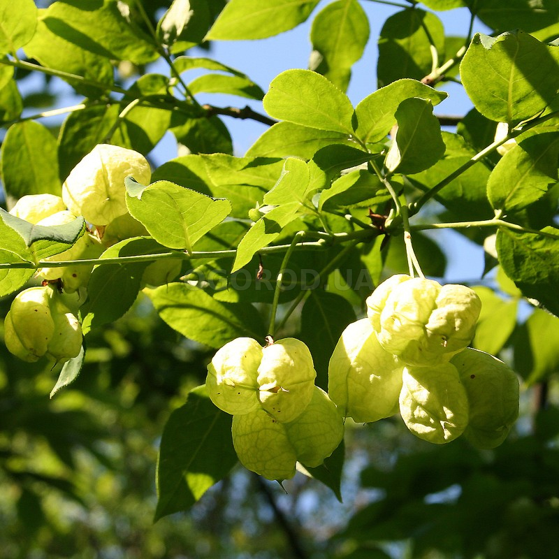 Кликните для увеличения изображения Семена клекачки перистой / Staphylea pinnata, ТМ OGOROD - 7 семян