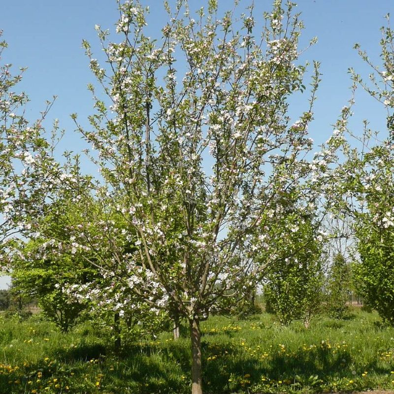 Кликните для увеличения изображения Семена яблони домашней / Malus domestica, ТМ OGOROD