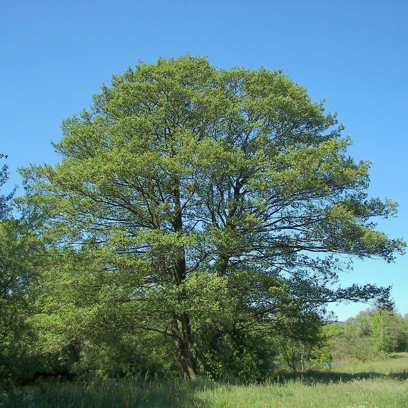 Кликните для увеличения изображения Семена ольхи клейкой / Alnus glutinosa, ТМ OGOROD - 0,5 грамм