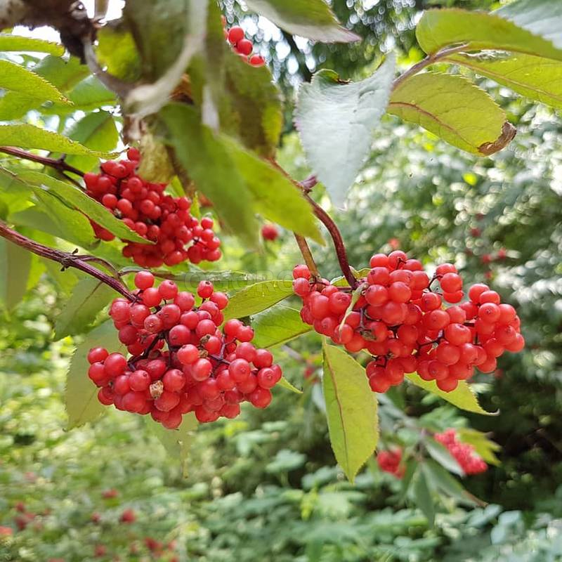 Кликните для увеличения изображения Семена бузины красной / Sambucus racemosa, ТМ OGOROD - 30 семян