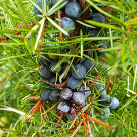 Семена можжевельника обыкновенного / Juniperus communis, ТМ OGOROD - 10 шишкоягод
