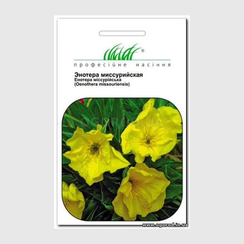 Кликните для увеличения изображения Семена энотеры миссурийской / Oenothera missouriensis, ТМ Hem Zaden - 0,2 грамма