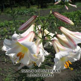 Семена лилии королевской / Lilium regale, ТМ OGOROD - 3 штуки