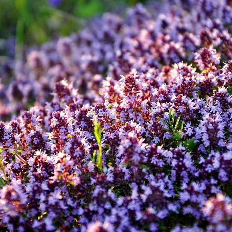 Кликните для увеличения изображения Семена тимьяна / Thymus, ТМ OGOROD - 2 грамма (ОПТ)
