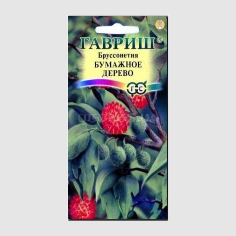 Кликните для увеличения изображения Семена бруссонетии «Бумажное дерево», ТМ «ГАВРИШ» - 3 семечка
