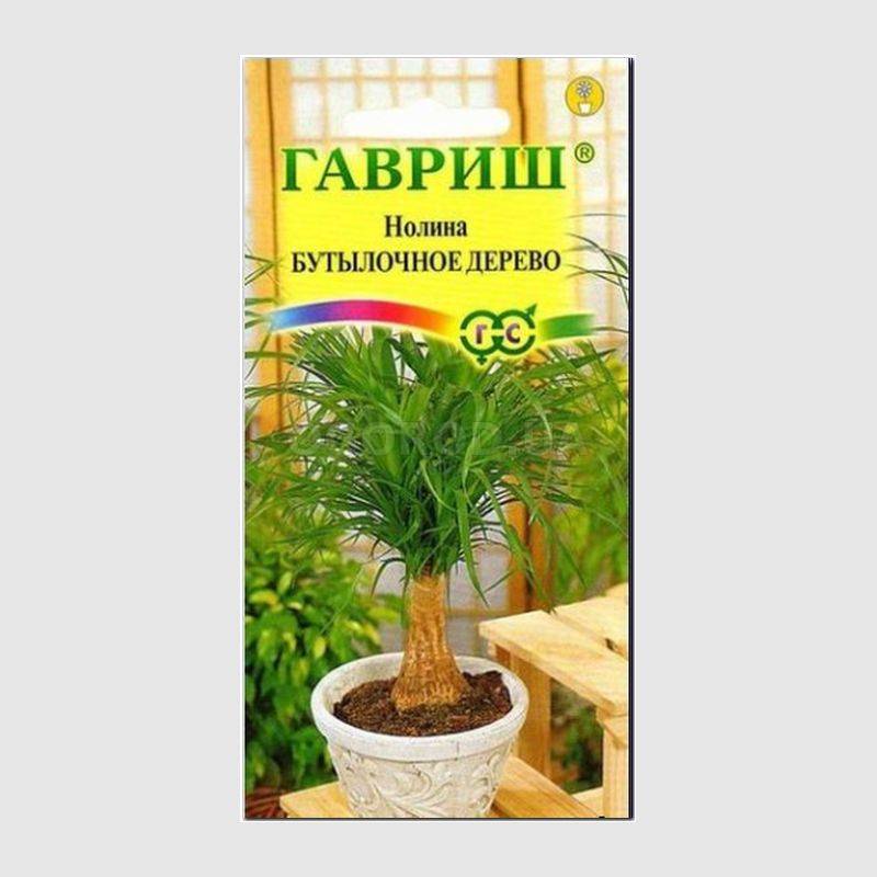 Кликните для увеличения изображения Семена нолины «Бутылочное дерево», ТМ «ГАВРИШ» - 3 семечка