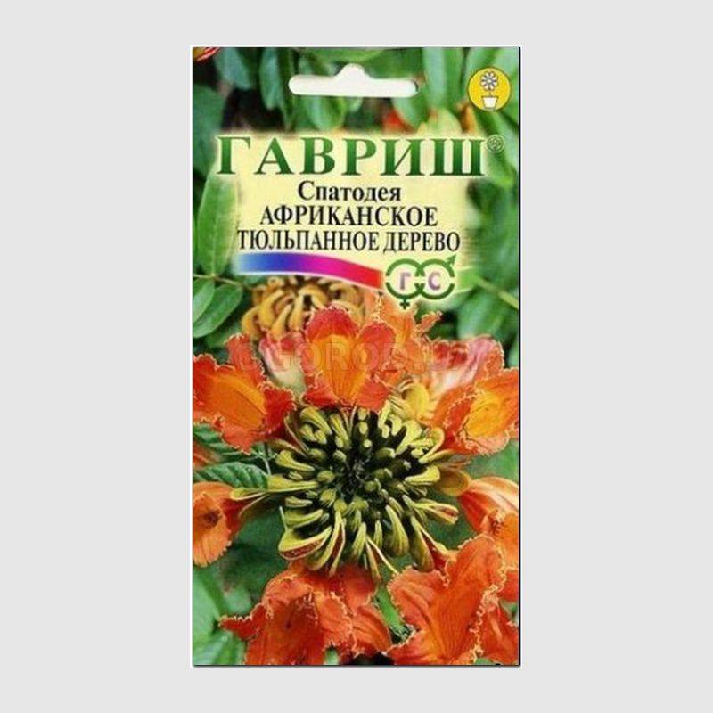 Кликните для увеличения изображения Семена спатодеи «Африканское тюльпанное дерево», ТМ «ГАВРИШ» - 0,05 грамм