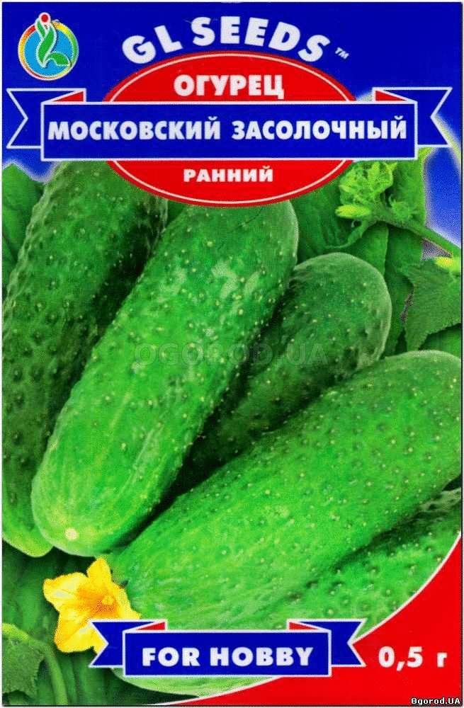 Огурец москва. Огурцы московские сорта. Огурцы московские фото. Тузогурец Московской области. Огурцы Московский пижон купить семена.