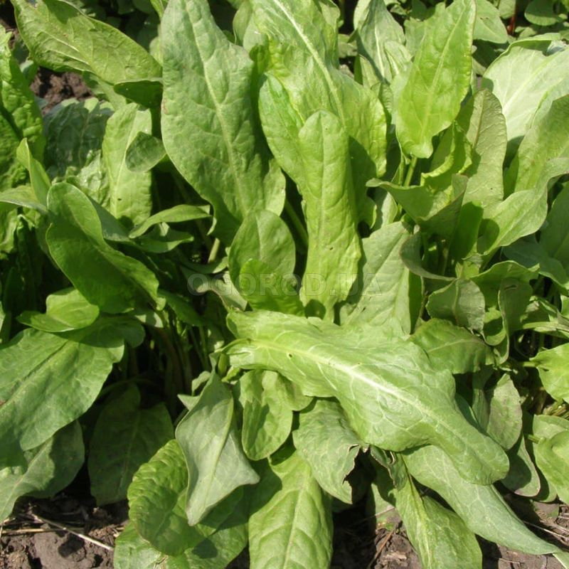 Кликните для увеличения изображения Семена щавеля «Лионский», TM GL Seeds - 4 грамма