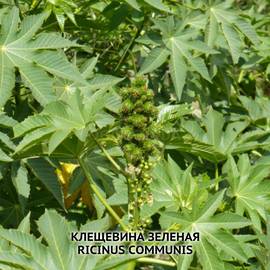 Семена клещевины зеленой / Ricinus communis, ТМ OGOROD - 2 семечка