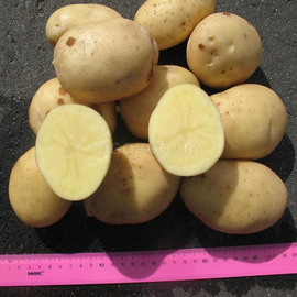 Клубни картофеля «Инноватор», ТМ «ЧерниговЭлитКартофель» - 15 кг (мешок/сетка)