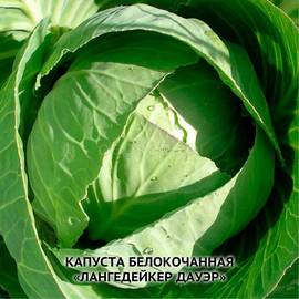 Семена капусты белокочанной «Лангедейкер Дауэр», ТМ OGOROD - 1 грамм