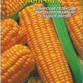 Семена кукурузы «Станичник», ТМ «ПЛАЗМЕННЫЕ СЕМЕНА» - 6 семян