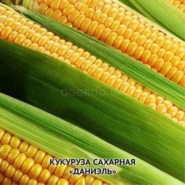 Семена кукурузы «Даниэль», ТМ OGOROD - 100 семян