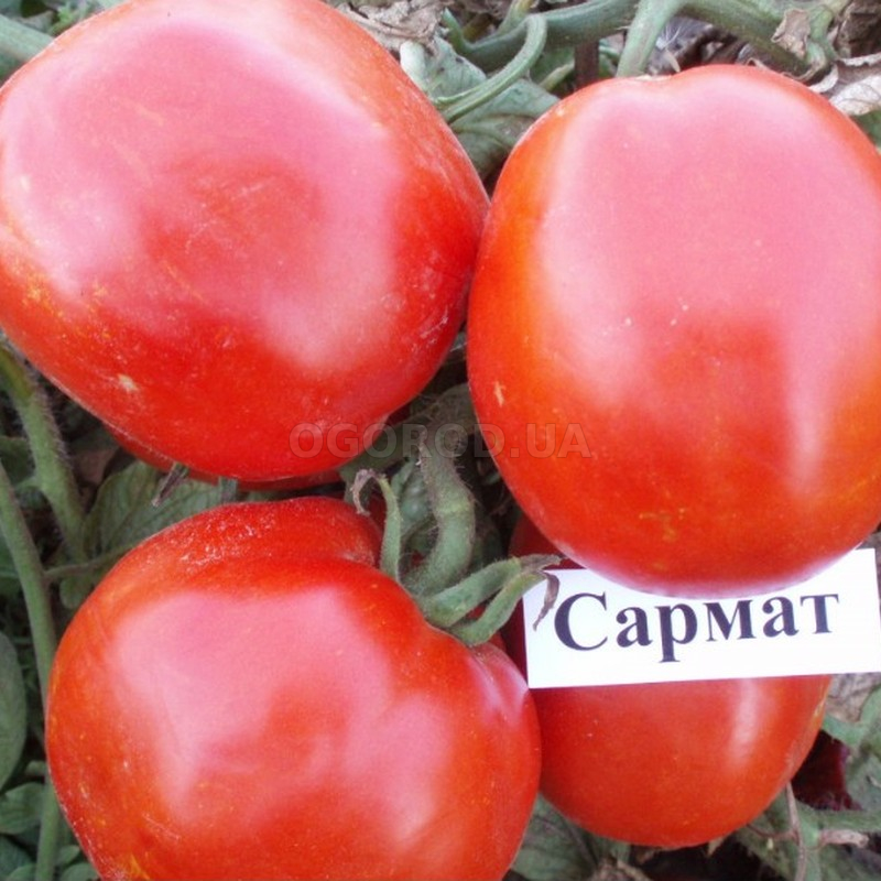 Кликните для увеличения изображения Семена томата «Сармат», ТМ ИОЗ НААН - 200 семян