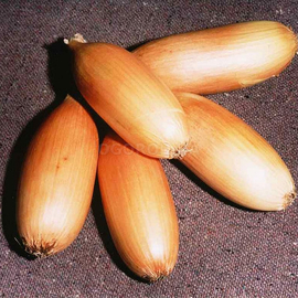 Семена лука «Любчик», ТМ OGOROD - 10 грамм