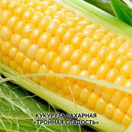 Семена кукурузы «Тройная сладость», ТМ ИОБ НААН - 100 семян
