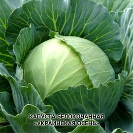 Семена капусты белокочанной «Украинская осень», ТМ Hortus - 1000 семян
