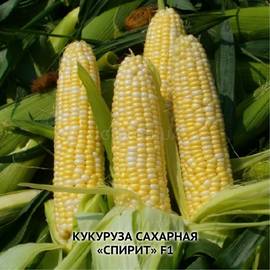 Семена кукурузы «Спирит» F1, ТМ ИОБ НААН - 100 семян