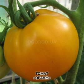 Семена томата «Оранж», ТМ OGOROD - 200 семян