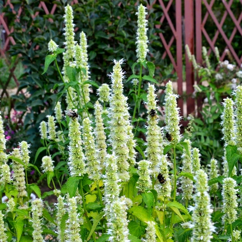 Кликните для увеличения изображения Семена лофанта тибетского / Agastache tibeticus, ТМ OGOROD - 30000 семян