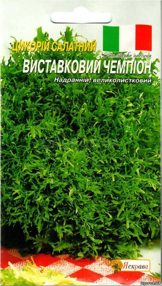 Кликните для увеличения изображения Семена цикория «Выставочный чемпион» (салатный), ТМ «Яскрава» - 1 грамм