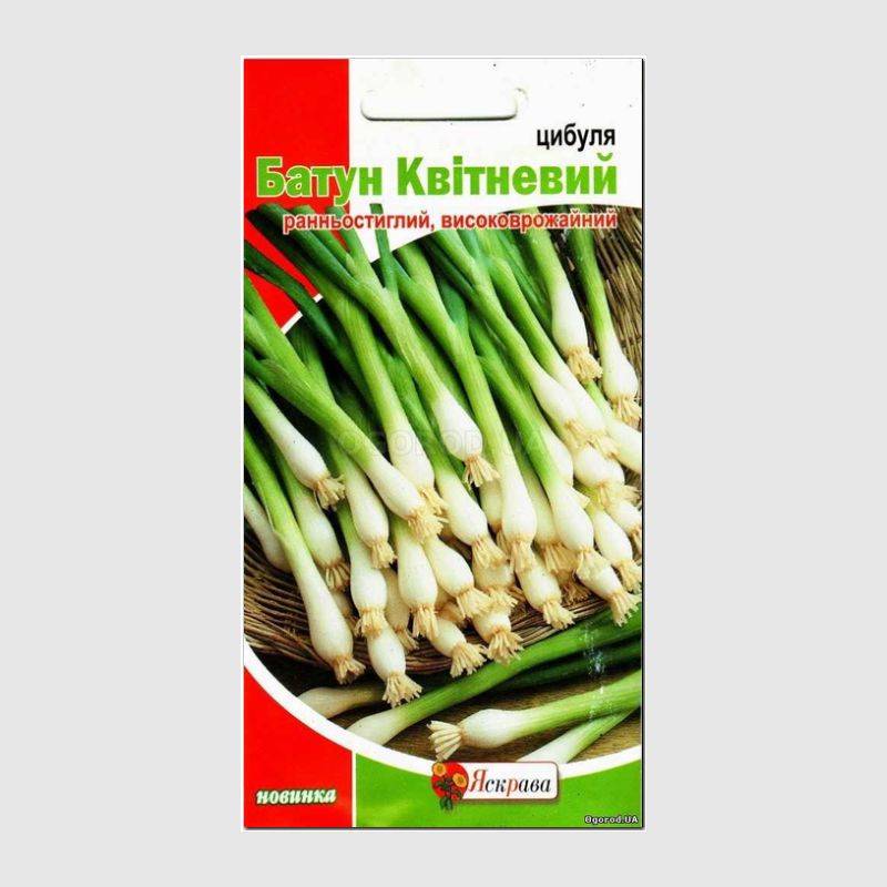 Текст лук батун. Лук батун апрельский. Лук батун семена. Лук батун апрельский фото.