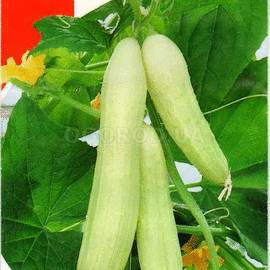 Семена огурца «Китайский белый», ТМ «Яскрава» - 0,3 грамма