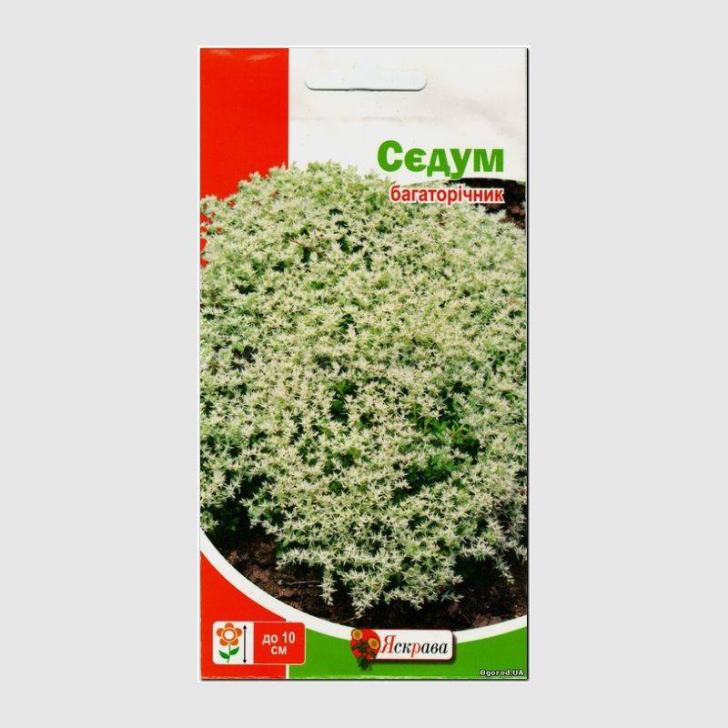 Кликните для увеличения изображения Семена очитка (седум), ТМ «Яскрава» - 0,05 грамм