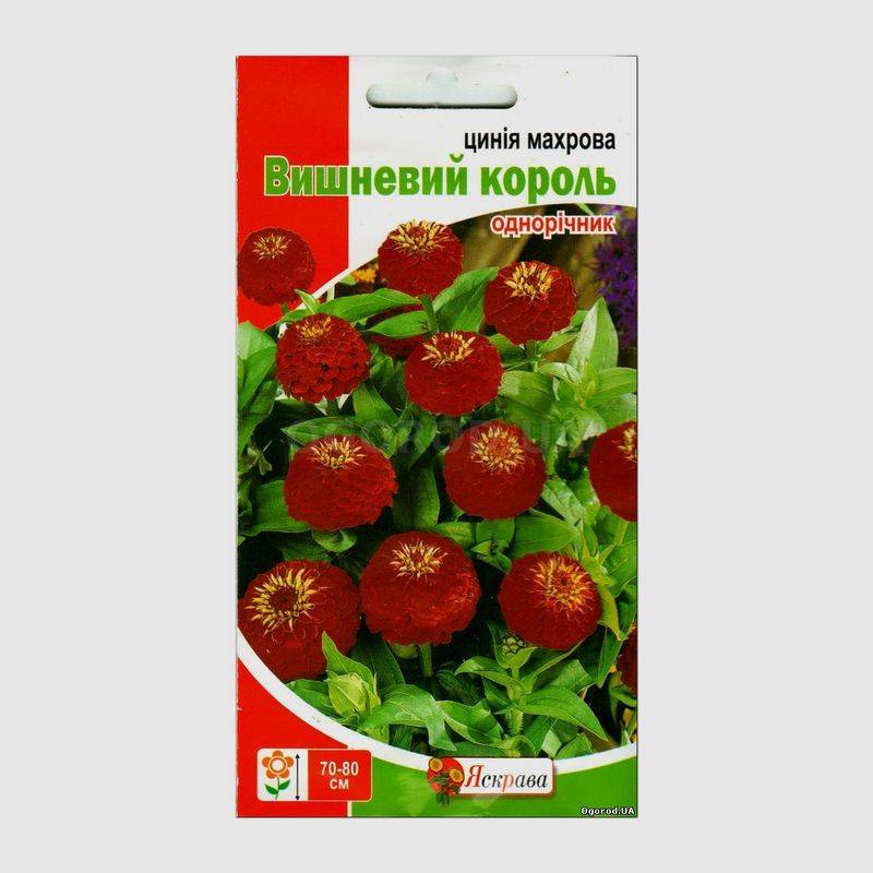 Кликните для увеличения изображения Семена циннии махровой «Вишневый король», ТМ «Яскрава» - 0,5 грамм